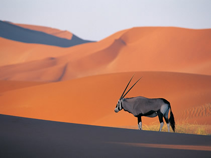 Oryx Antelope